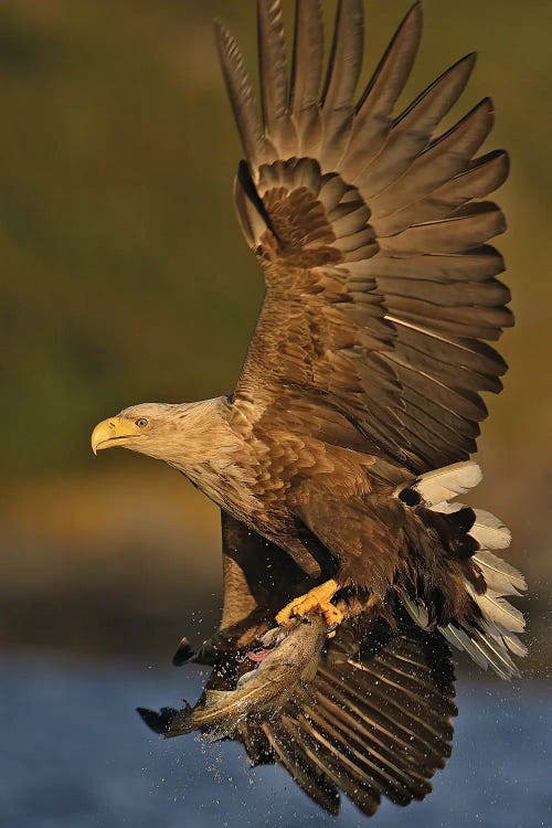 Eagle Norway II