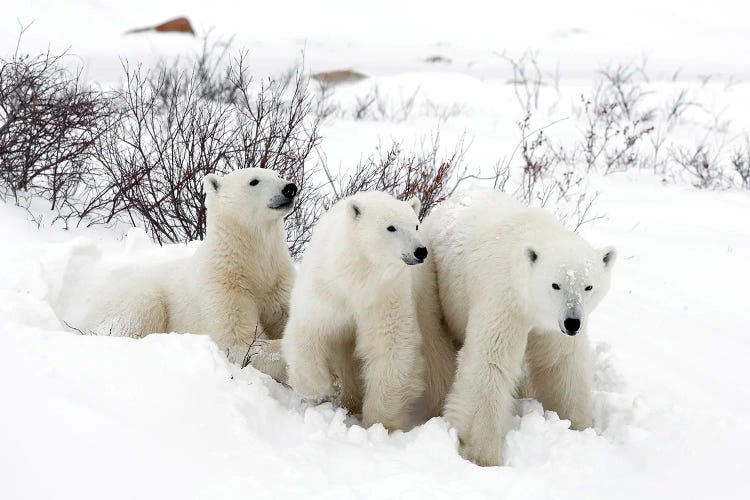 Polar Bears Canada XLIX