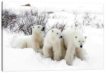 Polar Bears Canada XLIX Canvas Art Print - Polar Bear Art