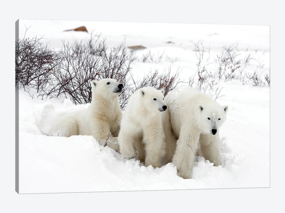 Polar Bears Canada XLIX by Miguel Lasa 1-piece Canvas Wall Art