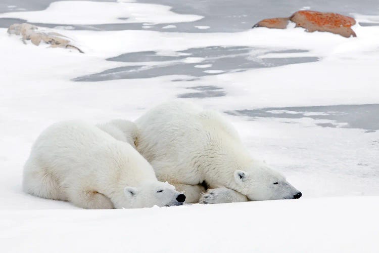 Polar Bears Canada L