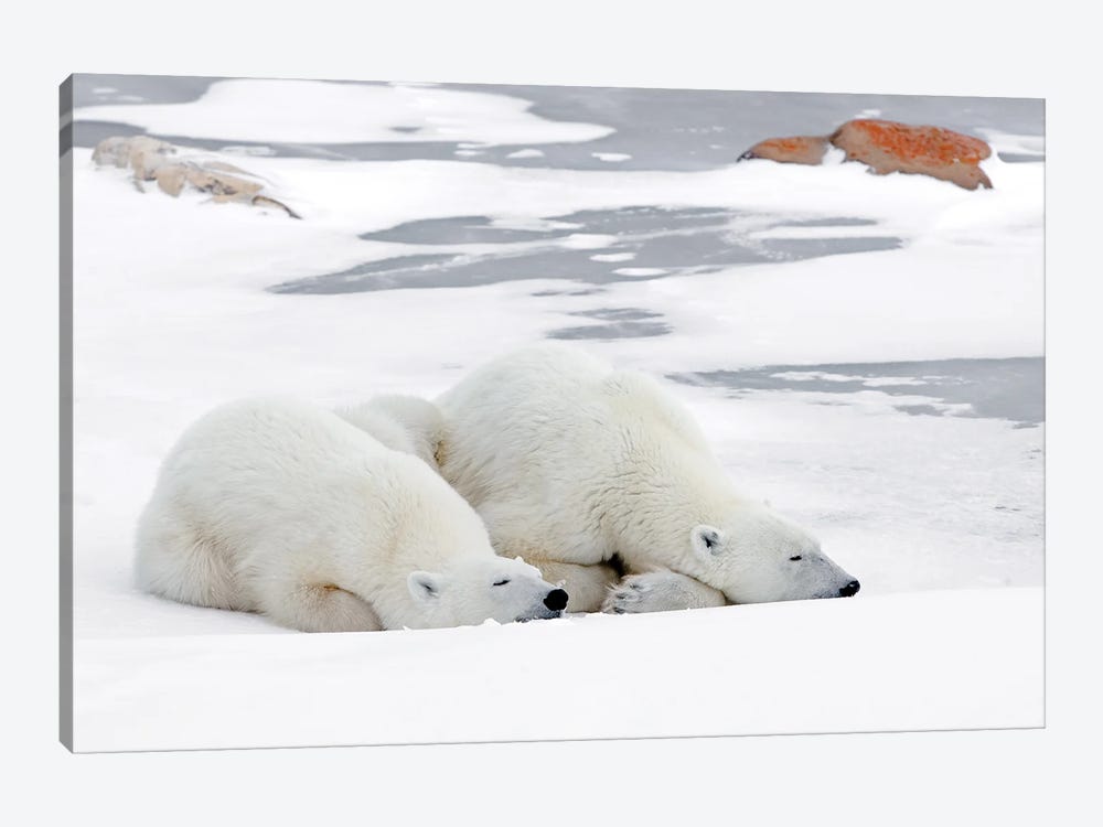 Polar Bears Canada L by Miguel Lasa 1-piece Art Print