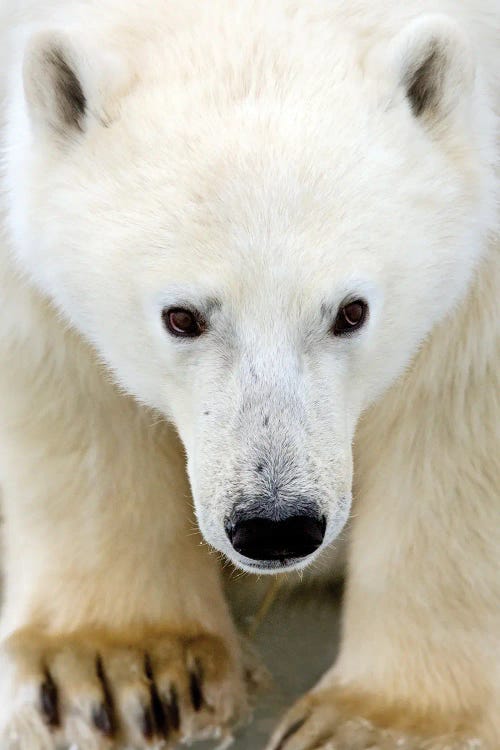 Polar Bears Canada LIII