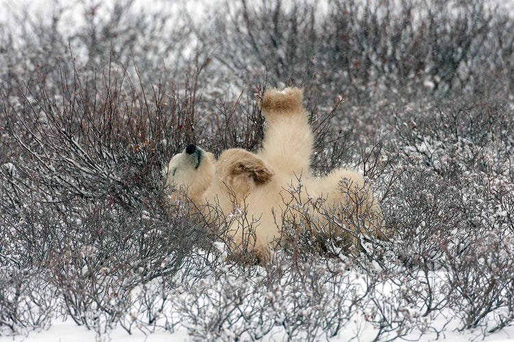 Polar Bears Canada LIV