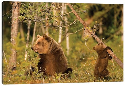 Bears Finland IV Canvas Art Print