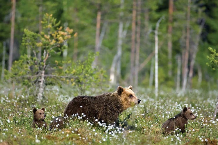 Bears Finland V