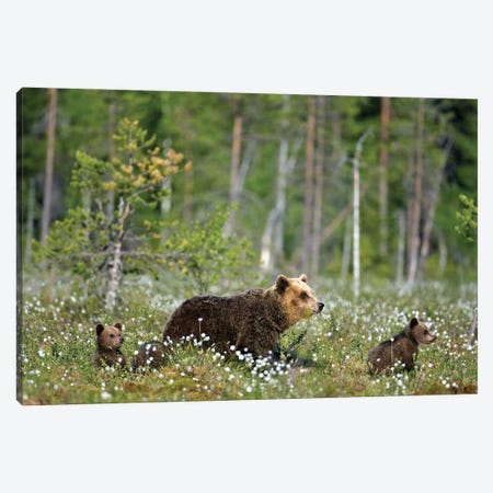 Bears Finland V Canvas Print #MIU150} by Miguel Lasa Canvas Art Print