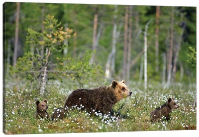 Bears Finland V Canvas Art Print - Miguel Lasa