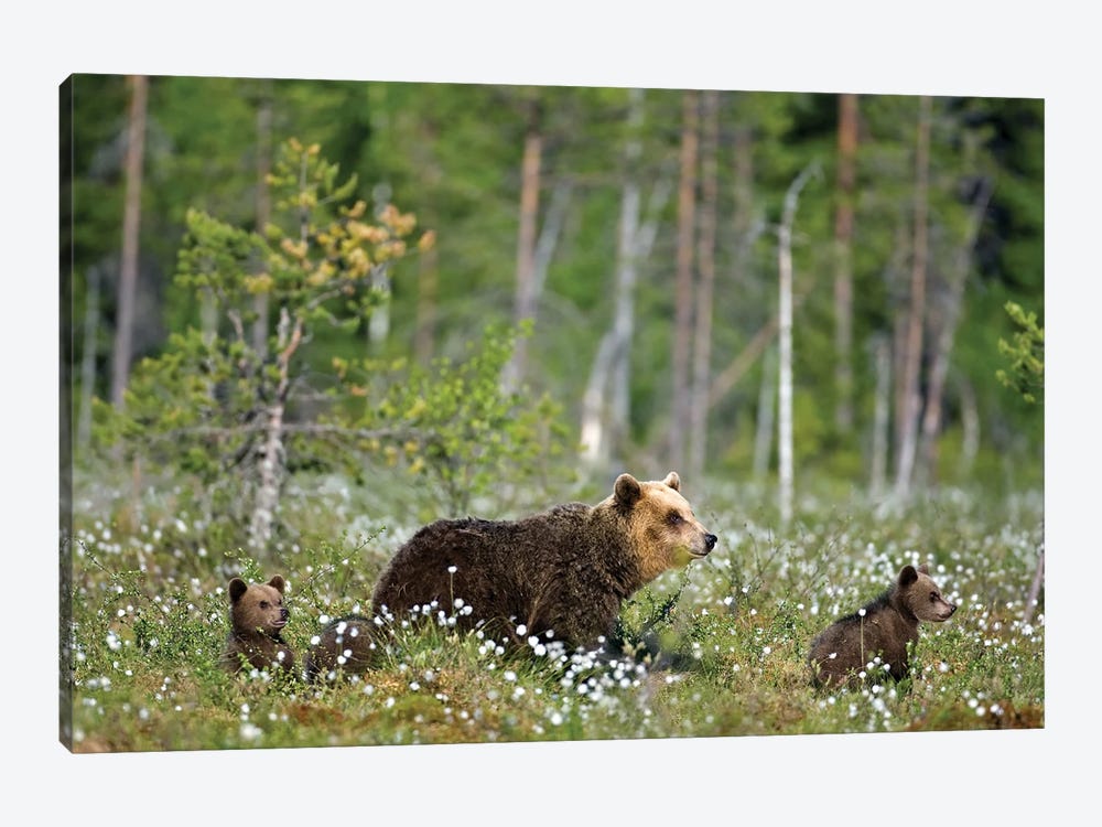 Bears Finland V by Miguel Lasa 1-piece Canvas Art Print