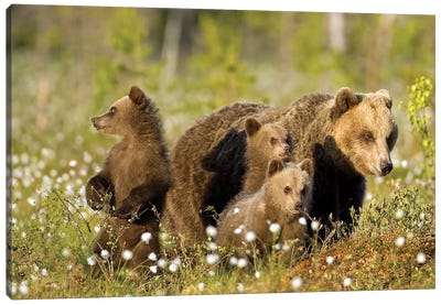 Bears Finland VIII Canvas Art Print