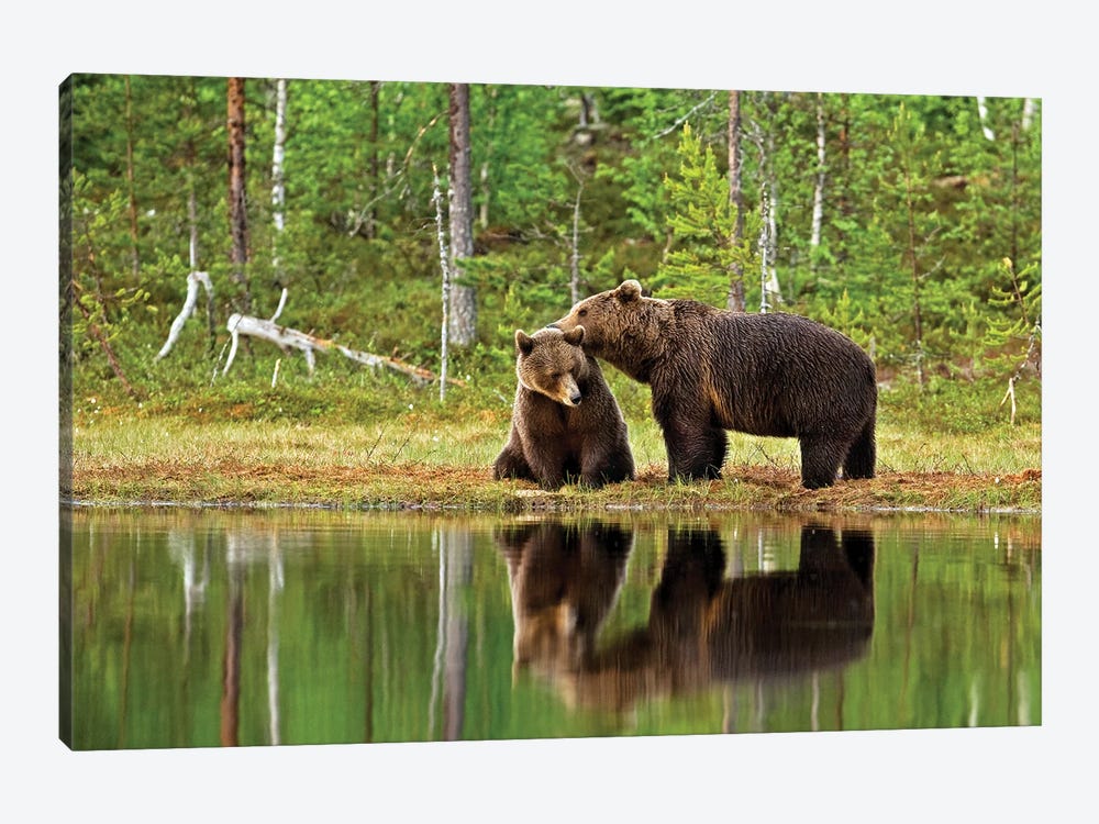 Bears Finland XI by Miguel Lasa 1-piece Art Print