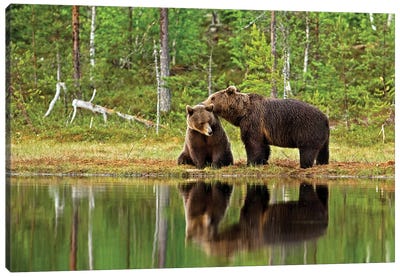 Bears Finland XI Canvas Art Print - Finland