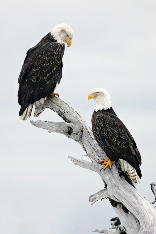 Eagles Alaska III