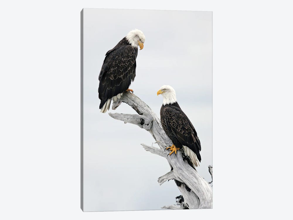 Eagles Alaska III by Miguel Lasa 1-piece Canvas Wall Art