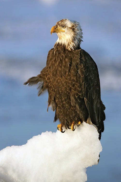 Eagles Alaska IV