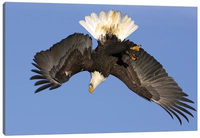 Eagle Alaska XIV Canvas Art Print