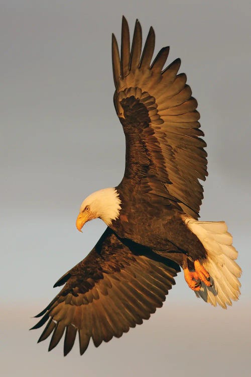 Eagle Alaska XVI