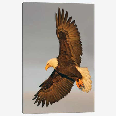 Eagle Alaska XVI Canvas Print #MIU167} by Miguel Lasa Canvas Print