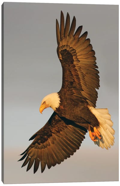Eagle Alaska XVI Canvas Art Print - Eagle Art