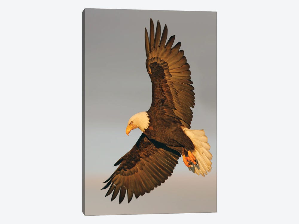 Eagle Alaska XVI by Miguel Lasa 1-piece Canvas Print