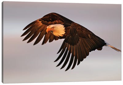 Eagle Alaska XVII Canvas Art Print - Miguel Lasa