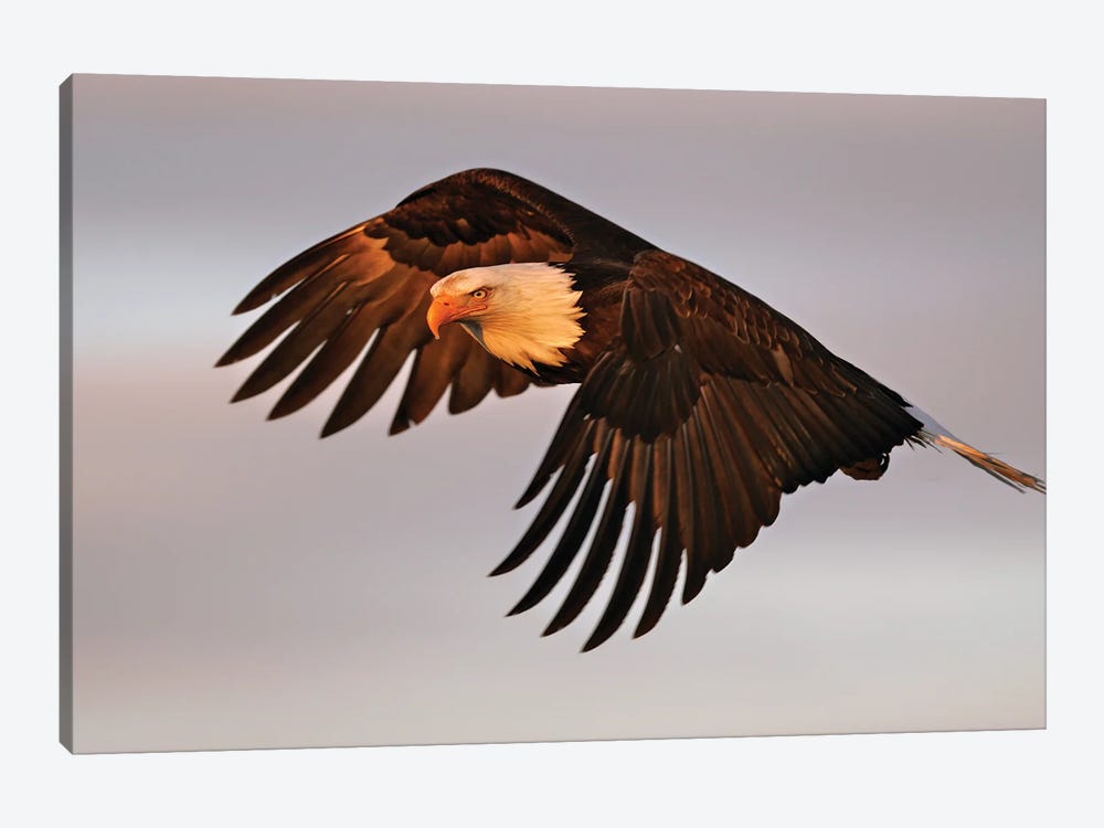 Eagle Alaska XVII by Miguel Lasa 1-piece Canvas Artwork