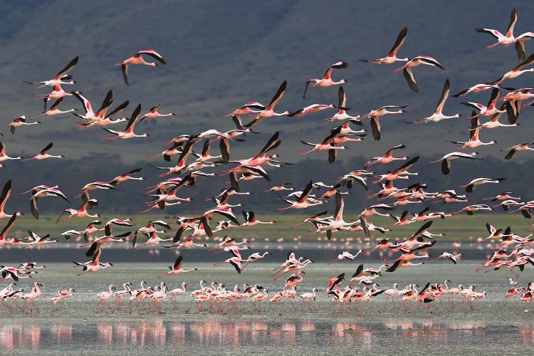 Flamingos Africa