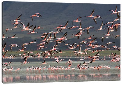 Flamingos Africa Canvas Art Print - Miguel Lasa