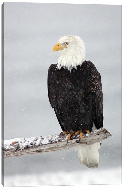 Eagle Snow Canvas Art Print - American Décor