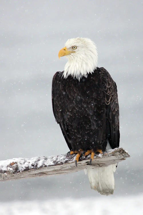 Eagle Snow