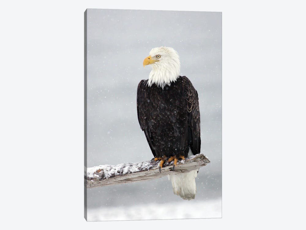 Eagle Snow by Miguel Lasa 1-piece Canvas Print