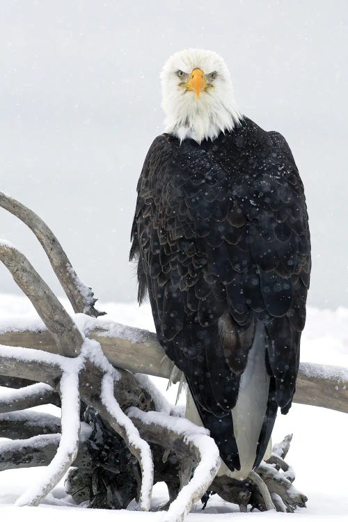 Eagle Alaska XIX