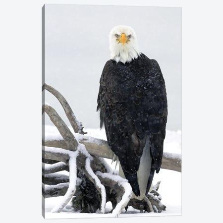 Eagle Alaska XIX Canvas Print #MIU171} by Miguel Lasa Canvas Art Print
