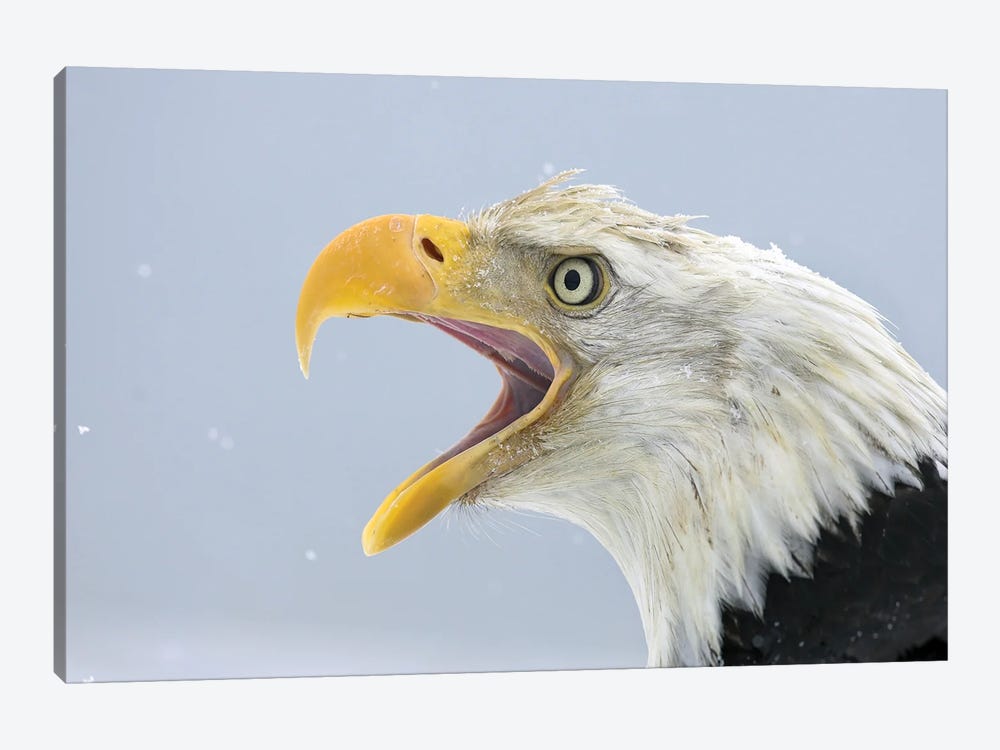 Eagle Alaska XXIV by Miguel Lasa 1-piece Canvas Art Print