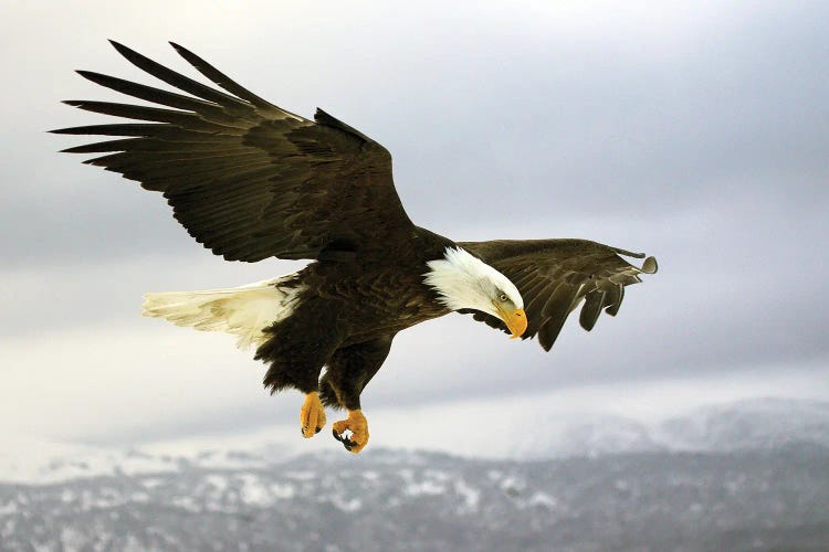 Eagle Alaska XXV