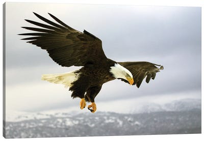 Eagle Alaska XXV Canvas Art Print - Miguel Lasa