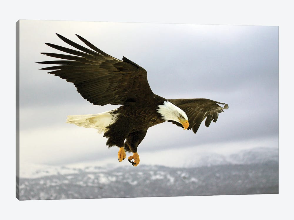 Eagle Alaska XXV by Miguel Lasa 1-piece Canvas Artwork
