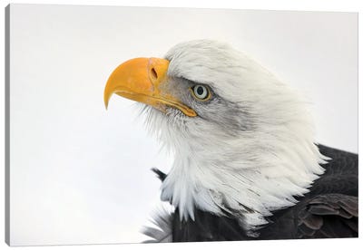Eagle Alaska XXVI Canvas Art Print - Miguel Lasa