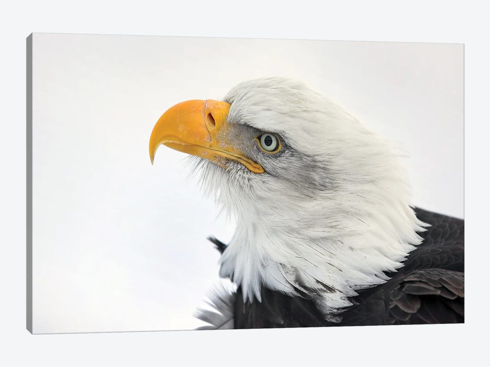 Eagle Alaska XXVI by Miguel Lasa 1-piece Canvas Art Print
