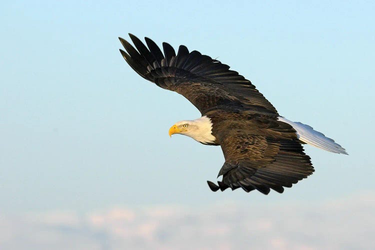 Eagle Alaska XXVII