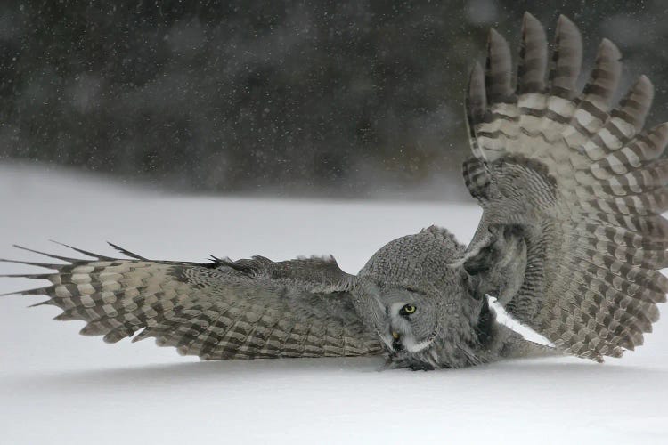 Owl Finland