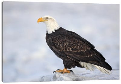 Eagle Alaska XXVIII Canvas Art Print