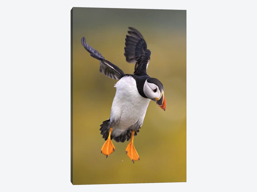Puffin Uk I by Miguel Lasa 1-piece Canvas Artwork