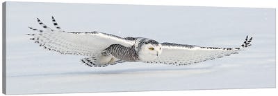 Snowy Canada III Canvas Art Print - Owl Art