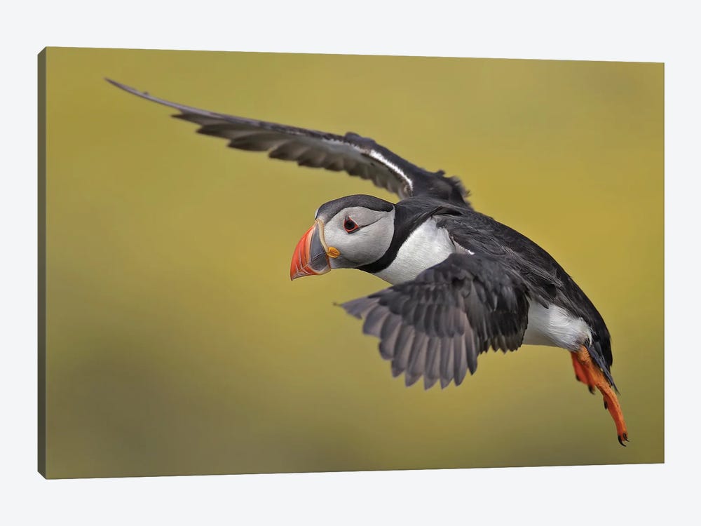 Puffin Uk II by Miguel Lasa 1-piece Canvas Print