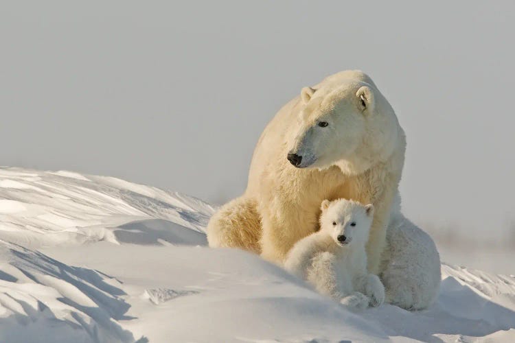 Polar Bear Cubs I