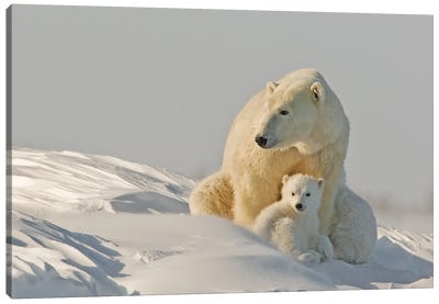 Polar Bear Cubs I Canvas Art Print - Miguel Lasa