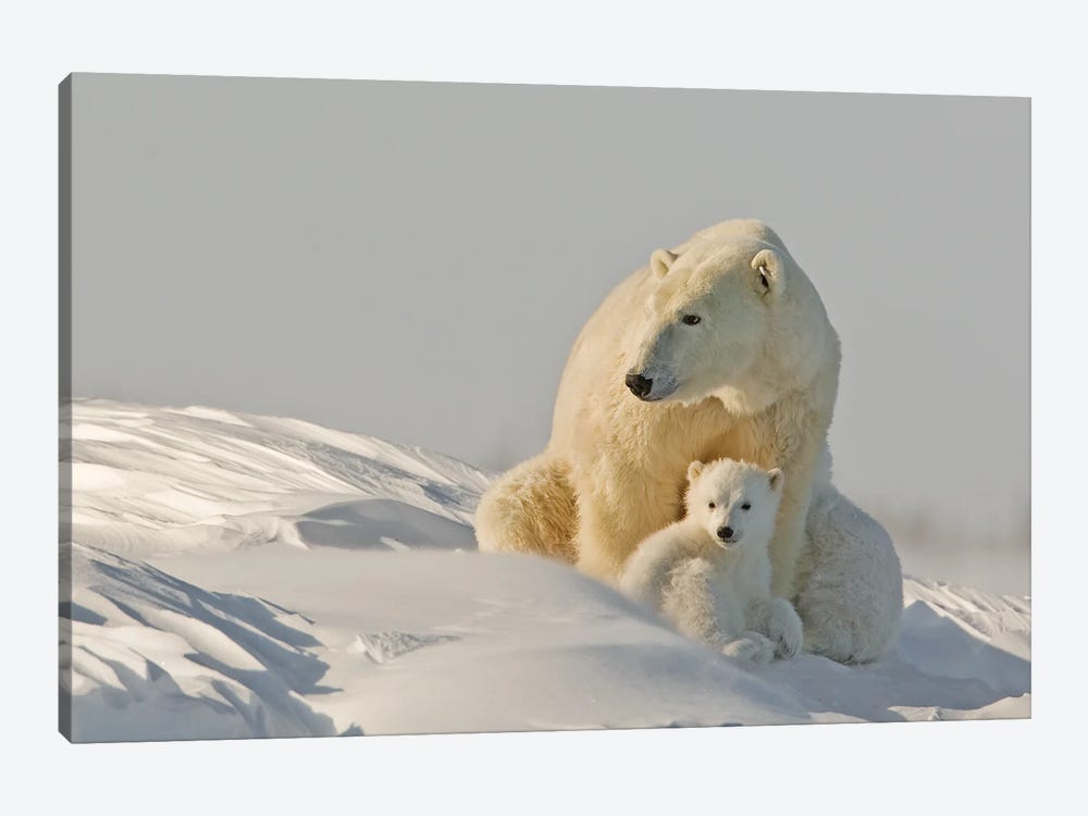 Polar Bear Cubs I by Miguel Lasa 1-piece Canvas Artwork