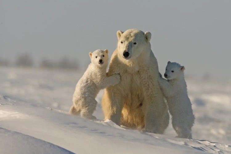 Polar Bears Cubs II