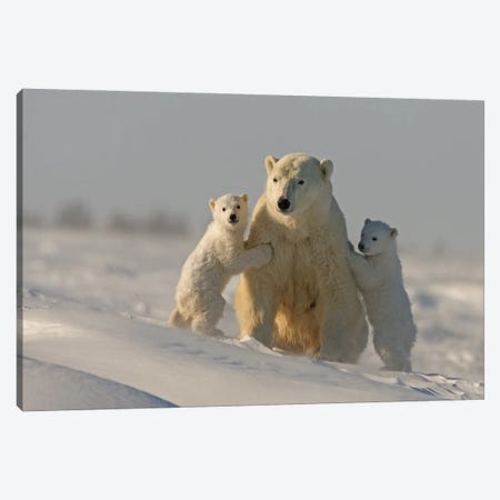 Polar Bears Cubs II Canvas Print #MIU20} by Miguel Lasa Canvas Art Print